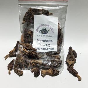 Morchella